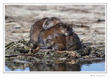 Muscrat Huddle 3 copy.jpg